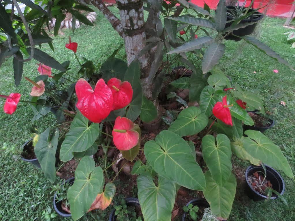 Jungle Holiday Home Хикадува Екстериор снимка